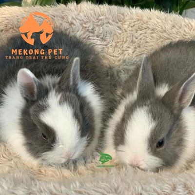 Chuyên mua thỏ lùn Hà Lan tại Tphcm